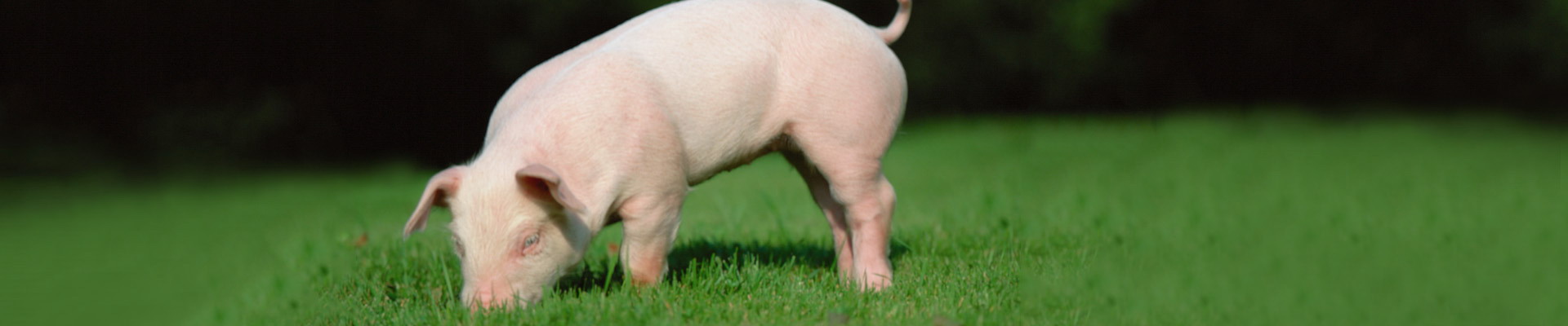 巅峰国际官网-钻营健全,你我一路成长